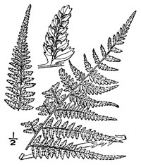 drawing of athyrium asplenioides plant parts
